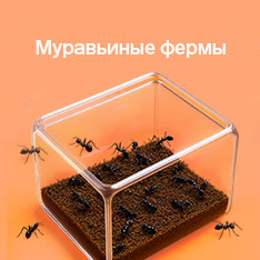 Муравьиные фермы